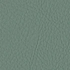 Eucalyptus